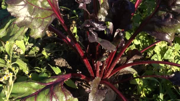 Beterrabas Cultivadas Pequena Exploração Biológica Prontas Para Colheita — Vídeo de Stock