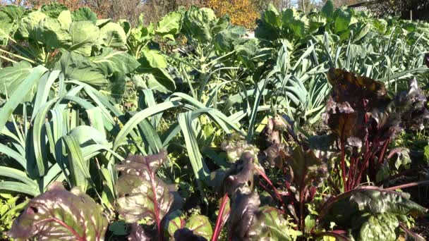 Küçük Alan Dolu Sebze Pancar Pırasa Brokoli Lahana Organik Tarım — Stok video