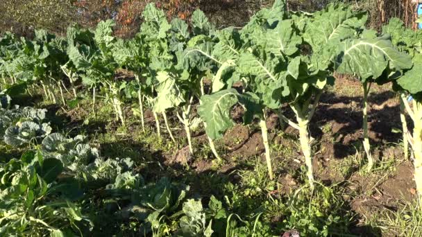 Cabbage Kale Growing Field Organic Farm — Stock Video