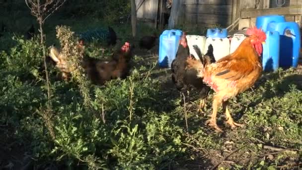Kogut Kury Poszukuje Pożywienia Poza Mały Chicken Coop — Wideo stockowe