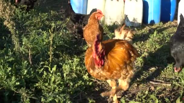 Rooster Hens Looking Food Small Chicken Coop — Stock Video