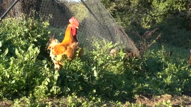 Rooster Suspiciously Looking Camera Chicken Coop Organic Farm — Stock Video