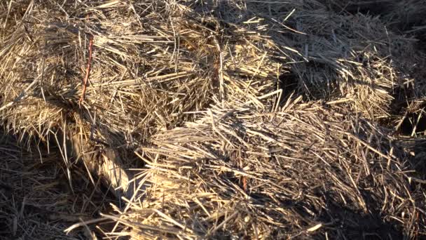 Detail Pile Straw Organic Farm Ready Used Mulching — Stock Video