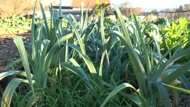 Alhos Porros Cultivados Pequena Fazenda Orgânica Prontos Para Colheita — Vídeo de Stock