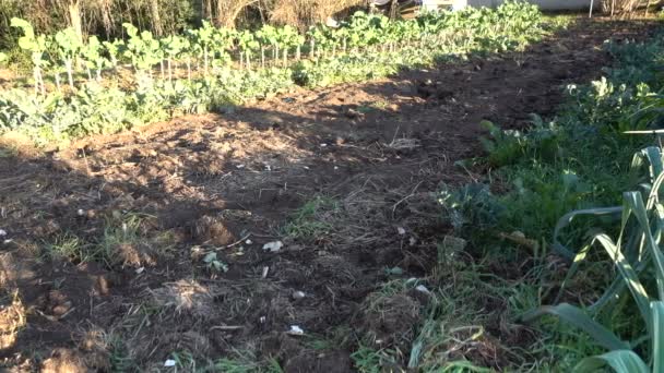 Pequeño Campo Listo Para Plantar Una Granja Orgánica — Vídeos de Stock