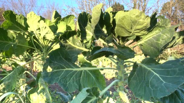 Brotos Bruxelas Crescendo Campo Uma Fazenda Orgânica Prontos Para Colheita — Vídeo de Stock
