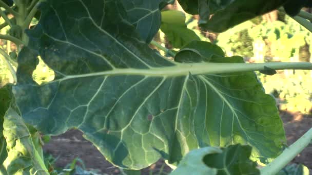 Detail Von Bio Rosenkohl Sprossen Die Auf Einem Feld Eines — Stockvideo