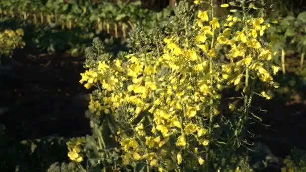 在一个有机农场 收获后 在风中挥舞着花椰菜黄色的花朵 — 图库视频影像