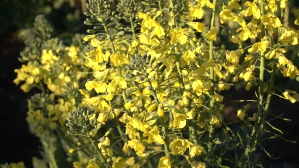 在一个有机农场 收获后 蜜蜂在风中挥舞着花粉的花椰菜黄色花朵 — 图库视频影像