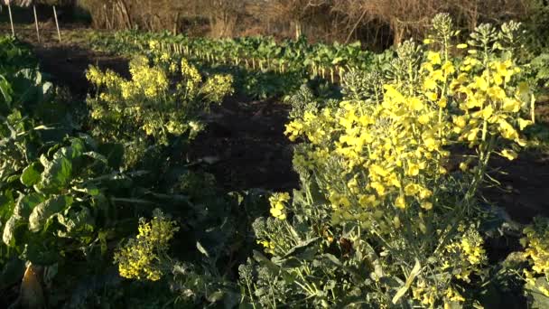 Μπρόκολο Κίτρινο Λουλούδια Ένα Βιολογικό Αγρόκτημα Μετά Συγκομιδή — Αρχείο Βίντεο