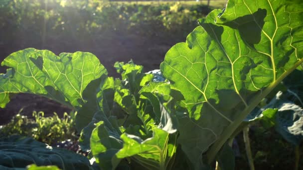 Великий Аркуш Collard Рослинництва Полі Органічні Ферми Захід Сонця Такого — стокове відео