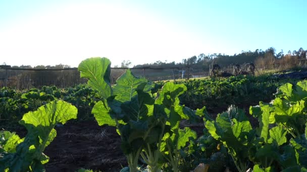 Collard Växter Som Växer Ett Fält Ekologisk Gård Solnedgången Denna — Stockvideo