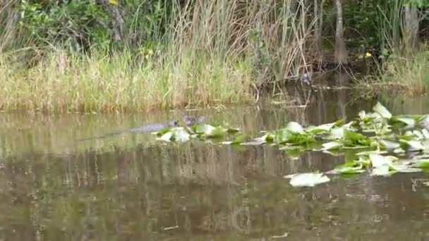 佛罗里达沼泽地国家公园湿地鳄鱼游泳 — 图库视频影像