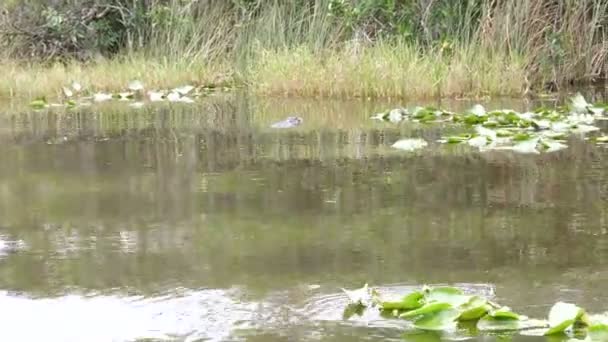 エバーグレーズ国立公園 フロリダ州の湿地で泳いでワニ — ストック動画