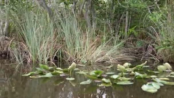 Roślinność Airboat Poruszanie Się Powoli Parku Narodowym Everglades Florydzie — Wideo stockowe