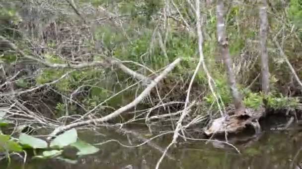 フロリダ州エバーグレーズ国立公園でゆっくりと移動する エアボートから見た植生 — ストック動画