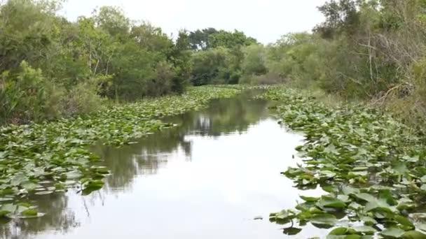 エバーグレーズ国立公園内のエアボート ツアー中に見られる湿地の小さな運河 — ストック動画