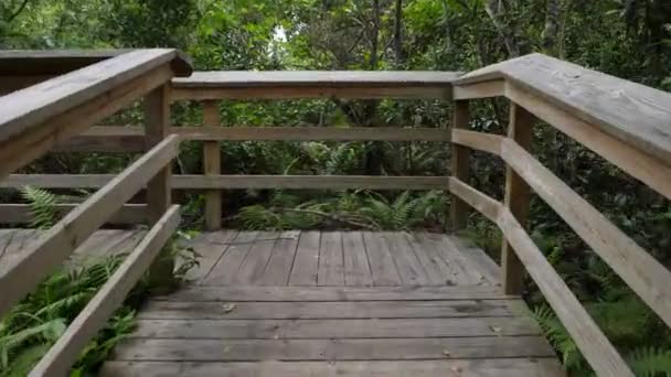 Деревянный Мост Туристической Тропе Национальном Парке Эверглейдс — стоковое видео