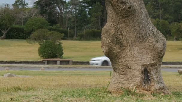 Montevideo Uruguay Aralık 2017 Üzerinde Trafik Işık — Stok video