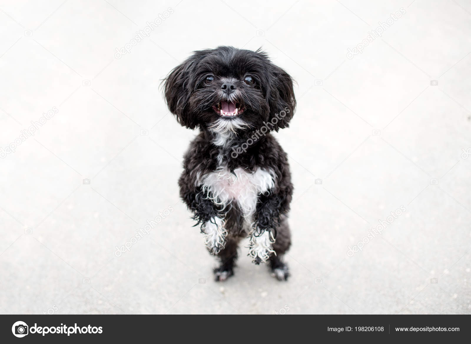 Adorable Miniature Shih Tzu Puppy Dog White Black Short Fur