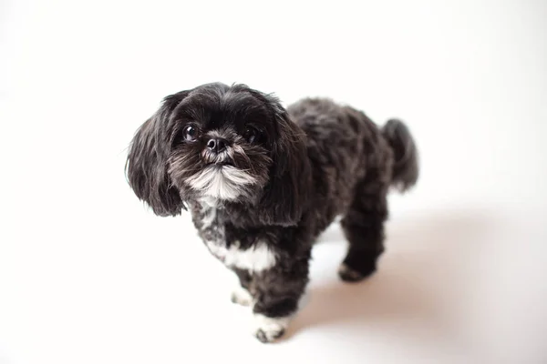 Adorabile Cane Cucciolo Miniatura Shih Tzu Bianco Nero Con Pelliccia — Foto Stock