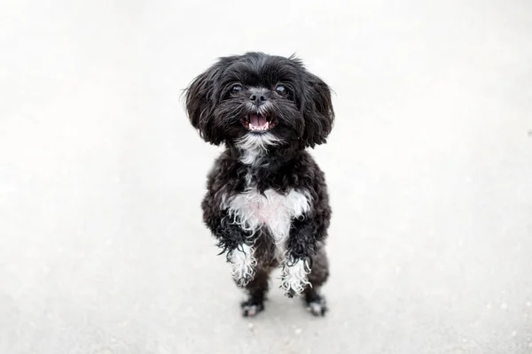 Adorabile Cane Cucciolo Miniatura Shih Tzu Bianco Nero Con Pelliccia — Foto Stock