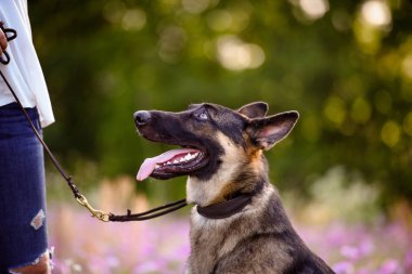 Muhteşem yaz alanında Alman çoban köpeği olan kadın