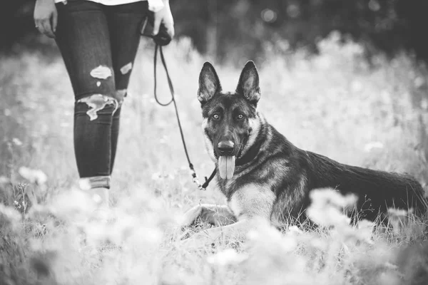 Young Woman German Shepherd Dog Gorgeous Summer Field — Stock Photo, Image