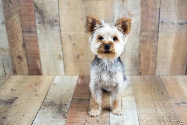 Yorkie Dog Sentado Set Fotos Estudio Fondo Vintage Madera —  Fotos de Stock