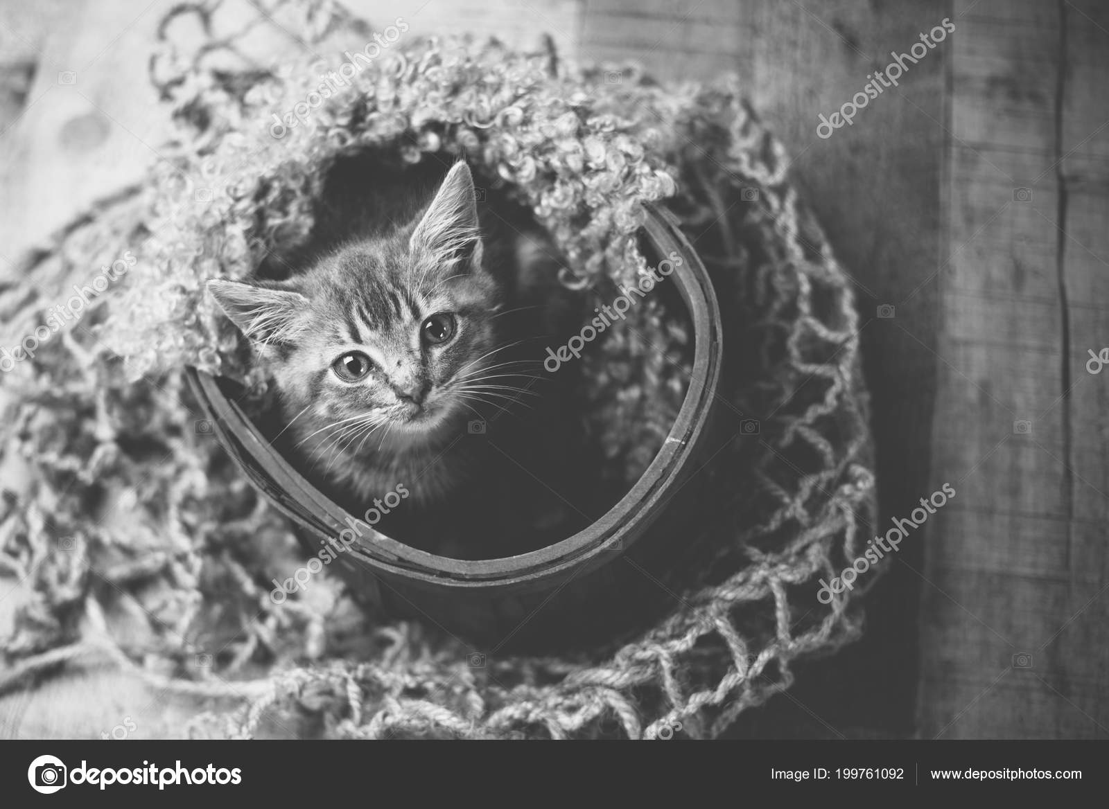 Minuscule Mignon Bebe Argent Chat Tabby Assis Sur Fond Bois Image Libre De Droit Par Tanyakdesign C Minuscule Mignon Bebe Argent Chat Tabby Assis Sur Fond Bois Image Libre De Droit Par Tanyakdesign C