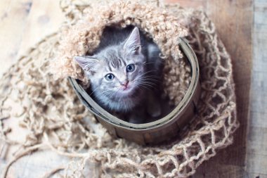 Antika ahşap arka plan üzerinde oturan küçük şirin bebek gümüş tekir kedi