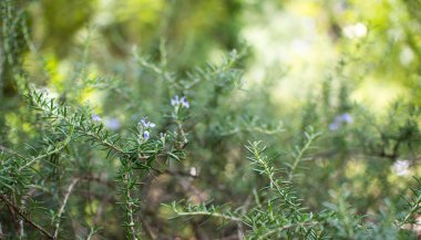 Biberiye bitki ağlıyor. Taze biberiye ot büyümeye açık