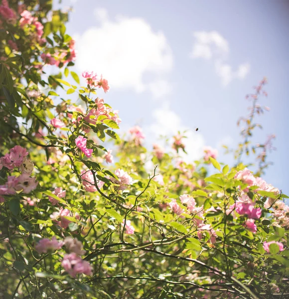 Climbing roses beautiful summer background. Pink climbing roses isolated on blue sky.