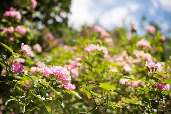 Climbing roses beautiful summer background. Pink climbing roses isolated on blue sky.