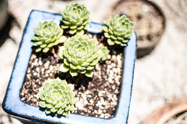 Echeveria Dondo Sukkulente Aus Nächster Nähe Einem Topf — Stockfoto