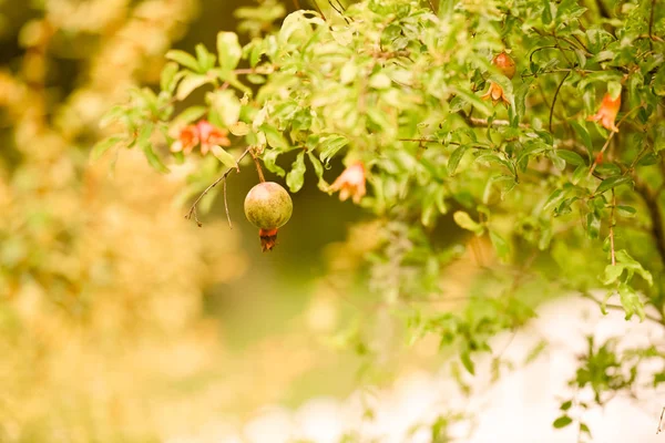 Green pomegranate on the tree. Pomegranate fruit on tree branch