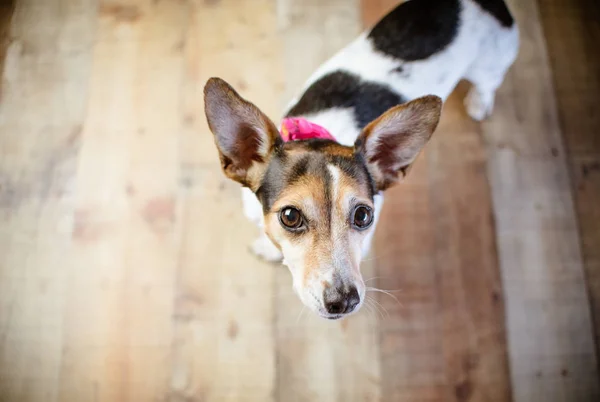 Portret Van Jack Russell Terrier Hond — Stockfoto