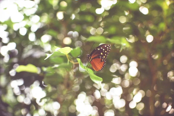 Красивый Черный Красный Тигр Длиннокрылый Бабочка Сидит Листе — стоковое фото