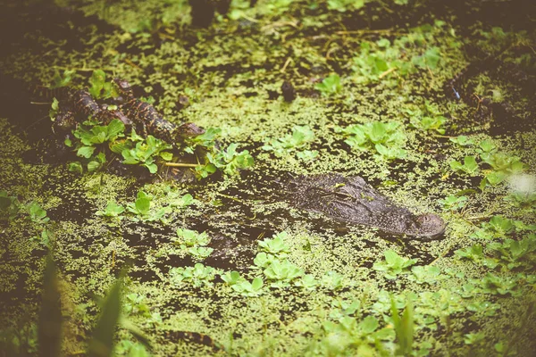 Cocodrilo Americano Con Sus Bebés Aguas Pantanosas —  Fotos de Stock