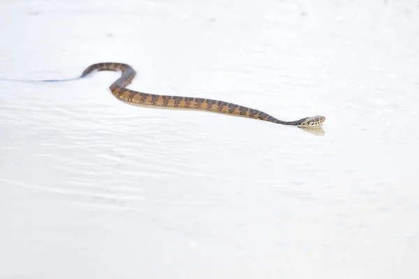 Serpente Acqua Bande Larghe Che Attraversa Sentiero Sabbioso Dopo Pioggia — Foto Stock