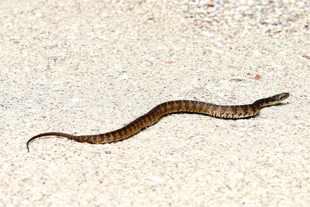 Broad-banded water snake crossing a sandy path after rain