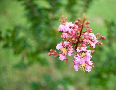 Krep Myrtle closeup arka plan çiçek açar. Lagerstroemia çiçekler. Fotoğraf Kuzeybatı Florida'da vurdu. Kopya alanı ile