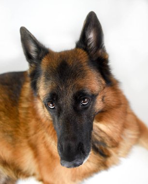 Yetişkin Alman çoban, 5 yaşında beyaz arka plan önünde, portresi