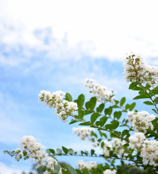 Crepe Myrtle Blooms Closeup Background Lagerstroemia Flowers Photo Shot Northwest — Stock Photo, Image