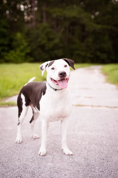 Retrato American Staffordshire Terrier Afuera Entorno Natural Senderismo — Foto de Stock