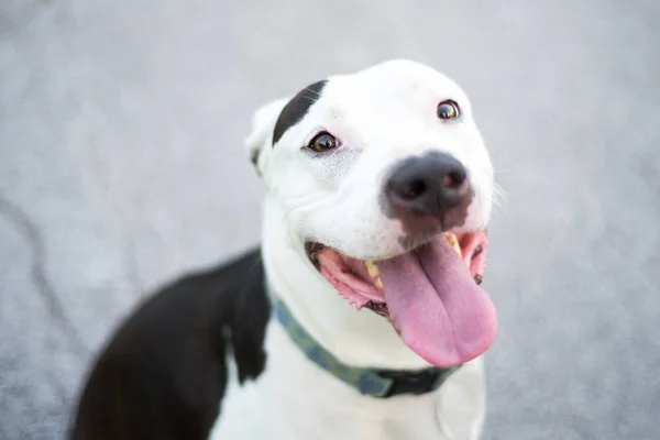 Retrato American Staffordshire Terrier Afuera Entorno Natural Senderismo — Foto de Stock