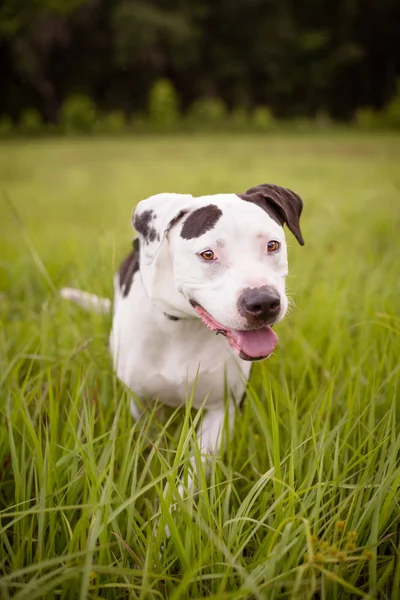 Retrato American Staffordshire Terrier Afuera Entorno Natural Senderismo — Foto de Stock