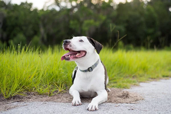 Retrato American Staffordshire Terrier Afuera Entorno Natural Senderismo — Foto de Stock