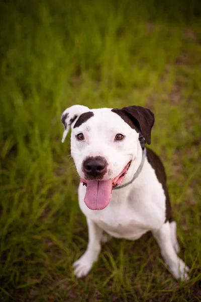 Porträt Eines Amerikanischen Staffordshire Terriers Freien Einer Natürlichen Wanderumgebung — Stockfoto