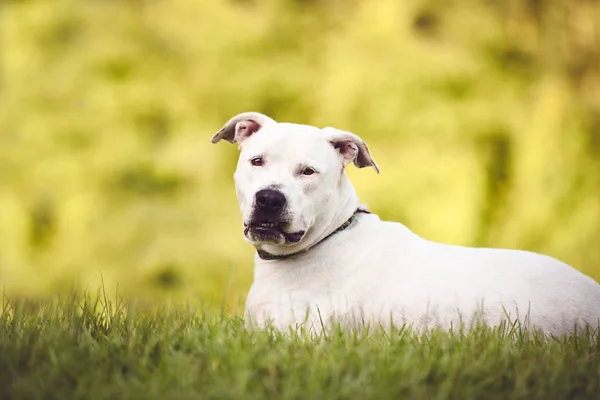 Weißer Pitbull Amerikanischer Staffordshire Terrier Freien — Stockfoto